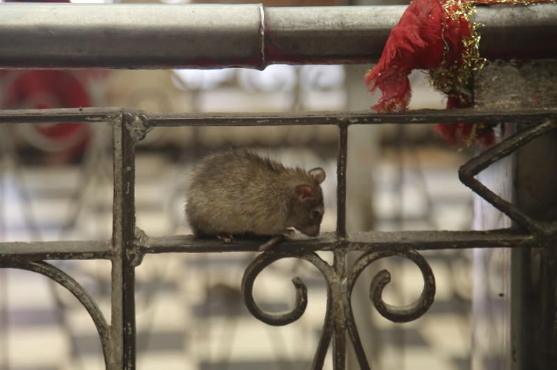 Шри Карни Мата, или храм 20000 крыс  индия, крыса, храм