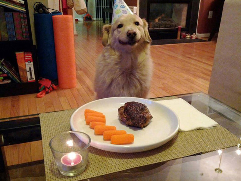Скромный праздничный ужин день рождения, животные