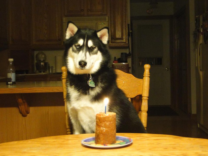 Похоже, он не очень хочет загадывать желание день рождения, животные