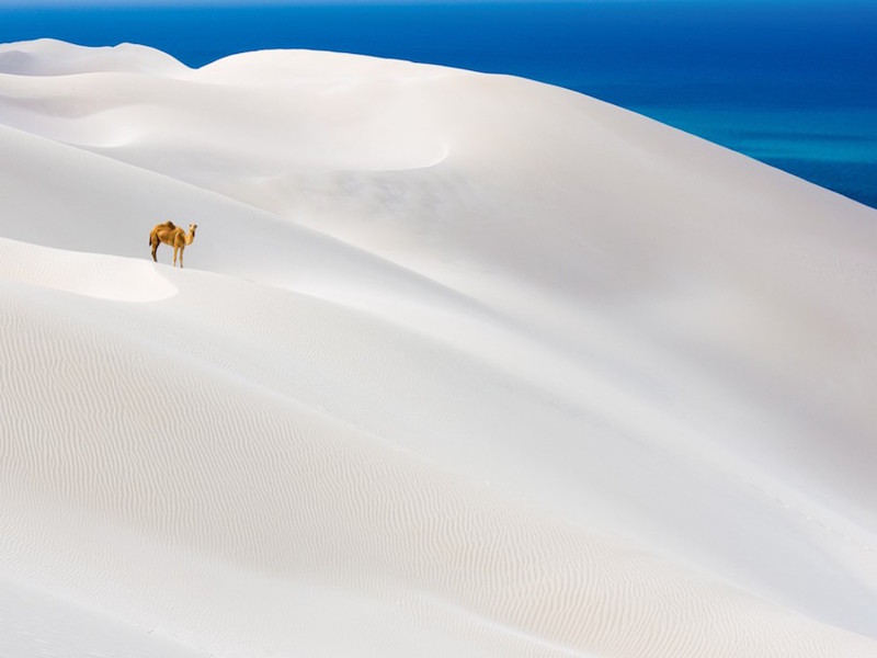 Верблюд на белоснежных дюнах острова Сокотра, Йемен. земля, природа, удивительные фотографии
