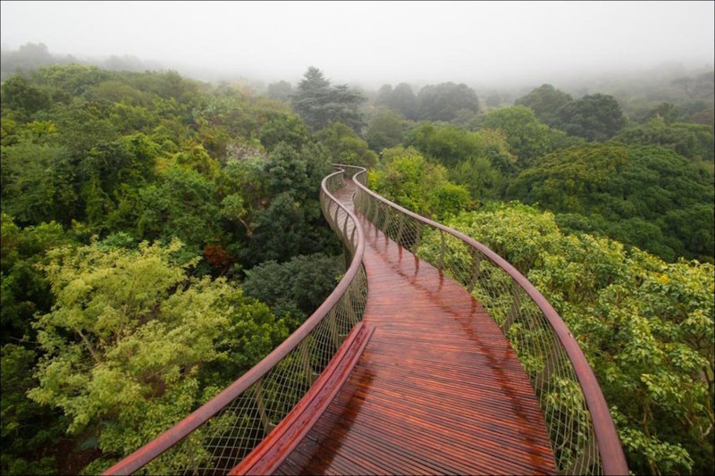 Тропа над деревьями в ботаническом саду Кейптауна. земля, природа, удивительные фотографии