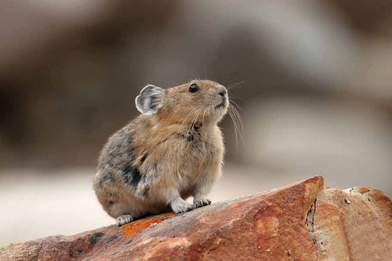 Американская пищуха — животное, которое похоже на мышь, но принадлежит к отряду зайцеобразных. Зайцемышь. земля, природа, удивительные фотографии