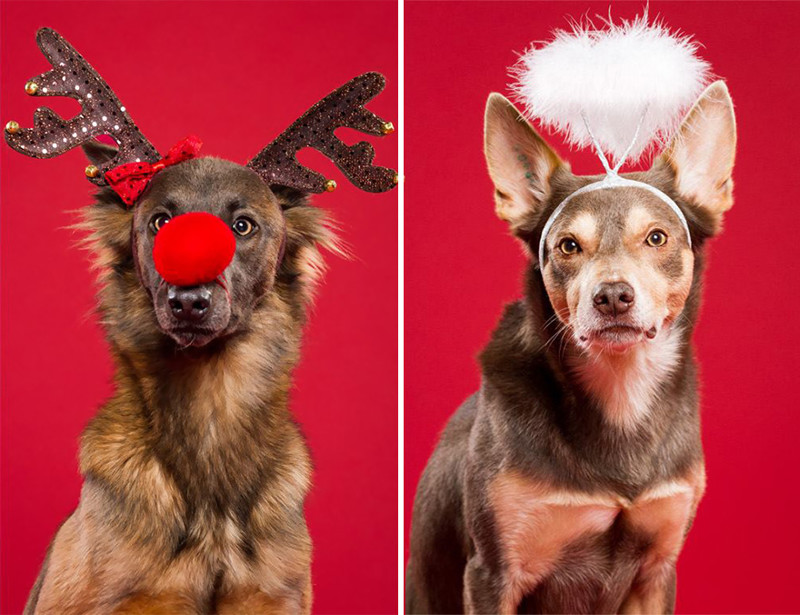 Рождественские портреты собак портрет, рождество, собака