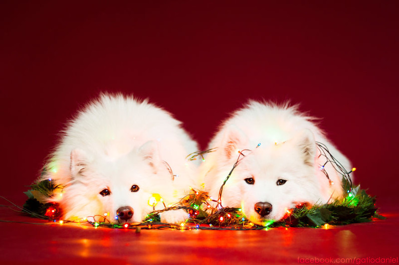 Рождественские портреты собак портрет, рождество, собака