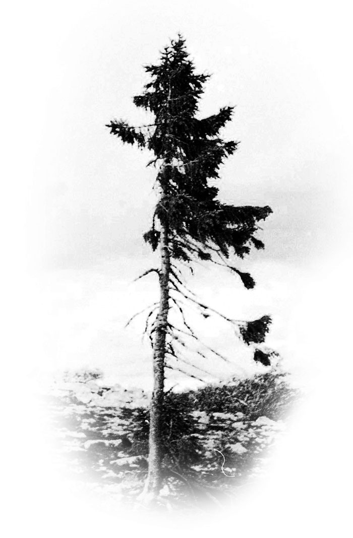 Самое старое в мире дерево растёт в Швеции — ему девять с половиной тысяч лет география, дерево, находки, старое дерево, старый тикко