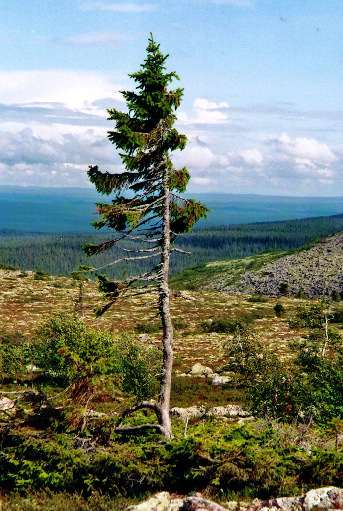 Самое старое в мире дерево растёт в Швеции — ему девять с половиной тысяч лет география, дерево, находки, старое дерево, старый тикко