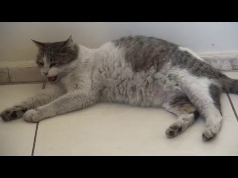 Пришлось провести операцию кесарева сечения. Родились четыре котенка. Животные будут под опекой ветеринаров, пока не поправятся и не найдут новых хозяев. Пришлось провести операцию кесарева сечения. Родились четыре котенка. Животные будут под опекой ветеринаров, пока не поправятся и не найдут новых хозяев.