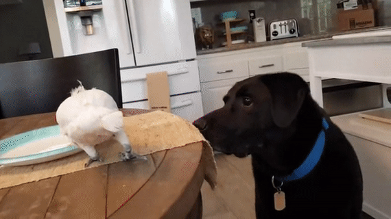 8.  гифки, животные, люди, позитив, юмор