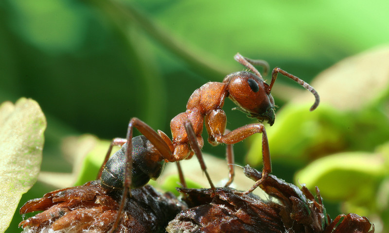 Аргентинские муравьи. интересное, история, наука, природа