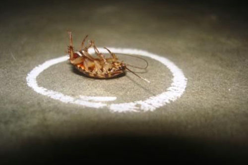 Почему пропали тараканы: версия вторая животные, факты