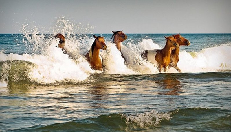 Лошади в море животные, кадр, люди, фото, фотоподборка