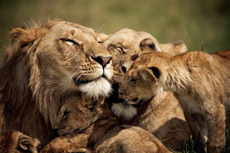 Львиная семья  животные, кадр, люди, фото, фотоподборка
