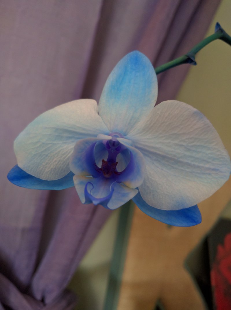 Синяя орхидея с леопардом внутри  животные, кадр, люди, фото, фотоподборка