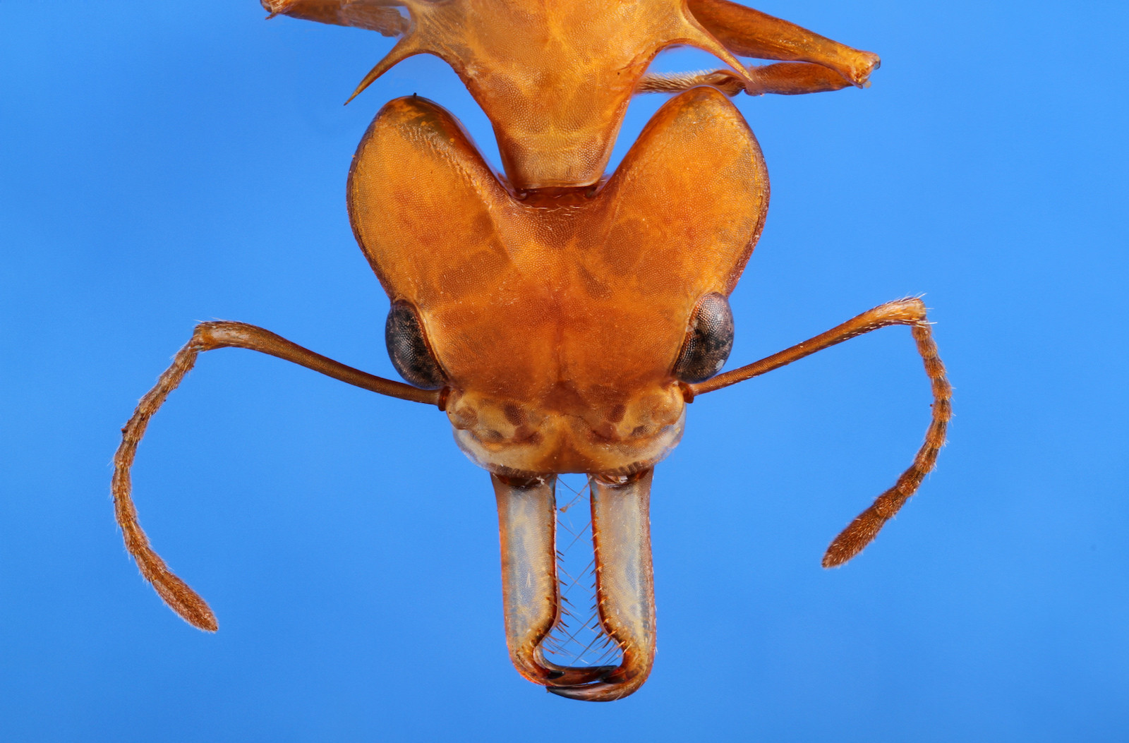 Interesujące zdjęcia owadów z Uniwersytetu w Teksasie, Austin - "Odblokowane owady." Photos of insects - University of Texas, Austin - "Insects unlocked."