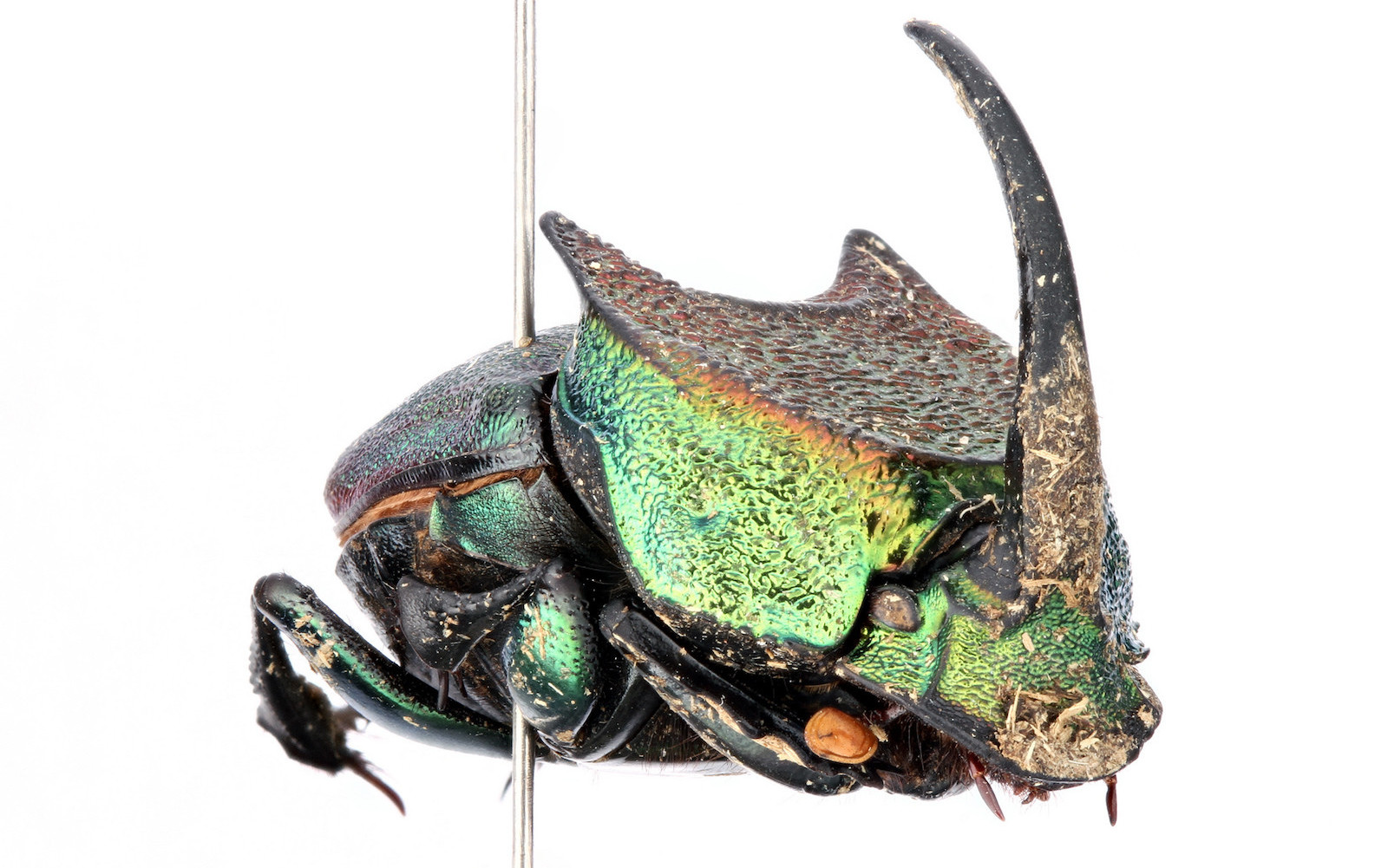 Interesujące zdjęcia owadów z Uniwersytetu w Teksasie, Austin - "Odblokowane owady." Photos of insects - University of Texas, Austin - "Insects unlocked."