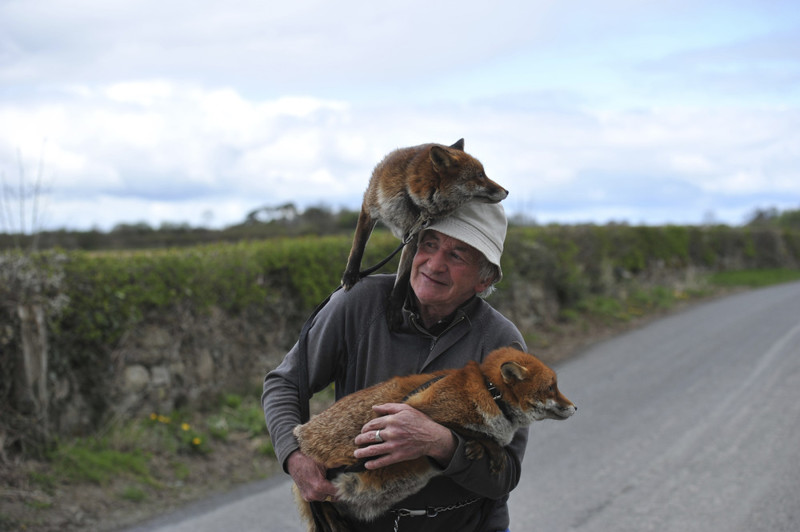 Patsy Gibbons i jego trzy udomowione lisy.Patsy Gibbons and his three pet foxes.