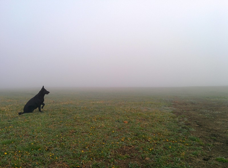 Собака в тумане животные, кадр, люди, фото, фотоподборка