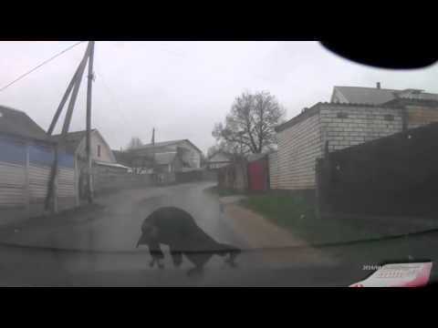 Покровитель дождя Покровитель дождя