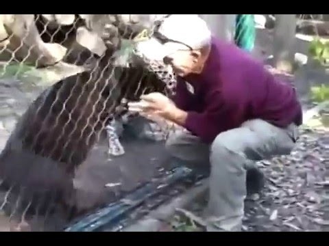 Сказ о том как идиот пантер кормил и чуть пальца не лишился Сказ о том как идиот пантер кормил и чуть пальца не лишился