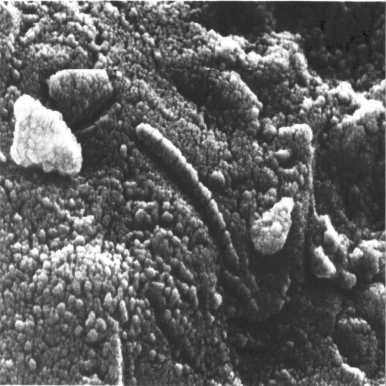 1. Метеорит ALH 84001 исследования, космос, марс