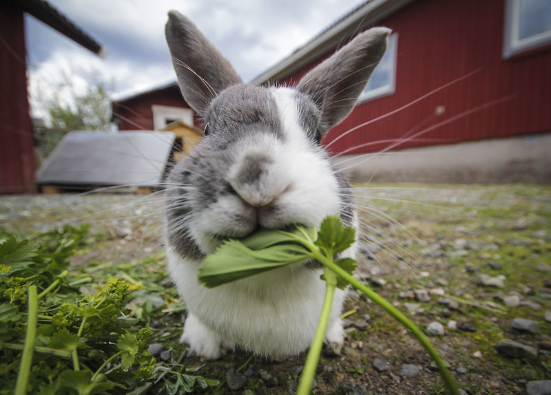 Жующий кролик. Ерген, Швеция животное, мир, фотография