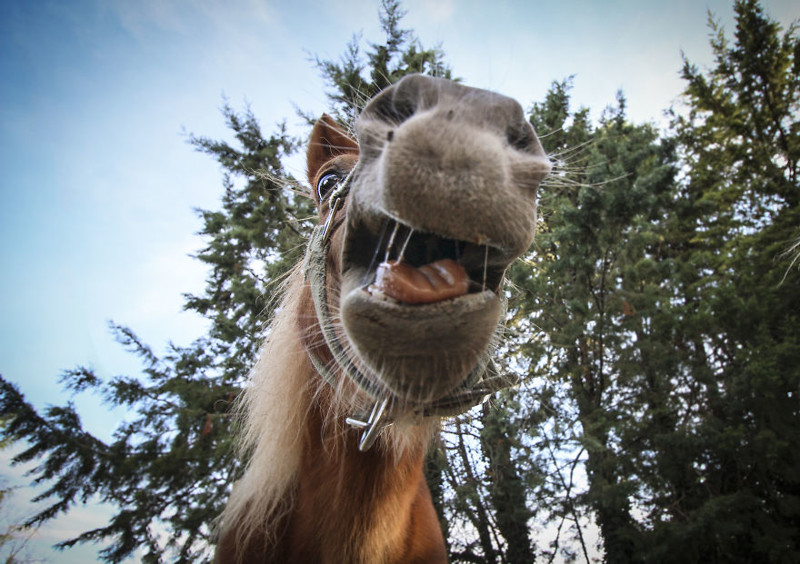 Вопящая лошадь. Умбертиде, Италия  животное, мир, фотография