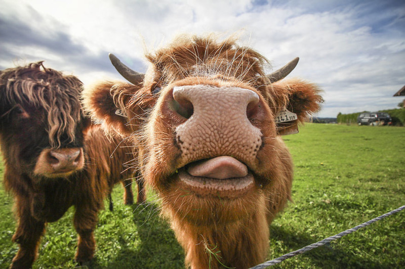 Голодная корова породы Хайленд. Зальцбург, Австрия  животное, мир, фотография