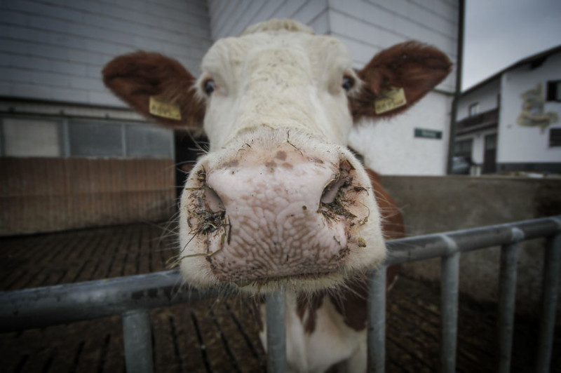 Мокроносая корова. Зеекирхен, Австрия  животное, мир, фотография