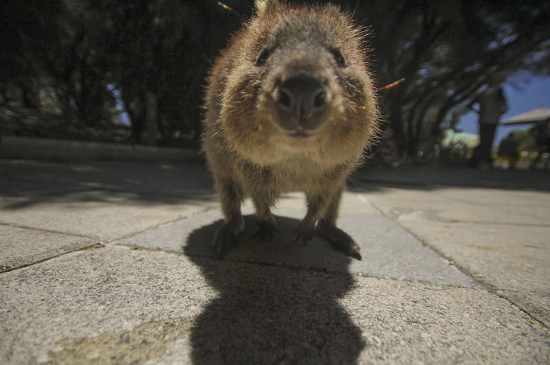 Любознательная квокка. Остров Роттнест, Австралия  животное, мир, фотография