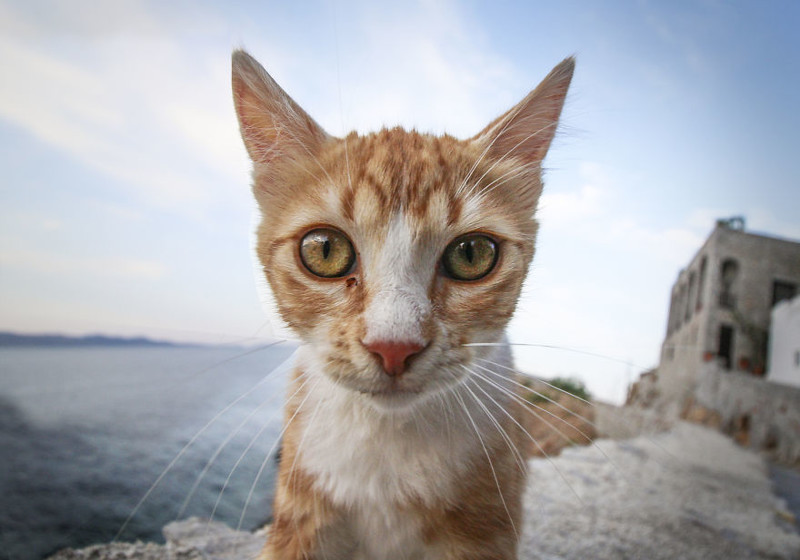 Глазастый кот. Остров Идра, Греция  животное, мир, фотография