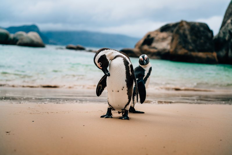 Эти забавные пингвины  животные, кадр, люди, фото, фотоподборка
