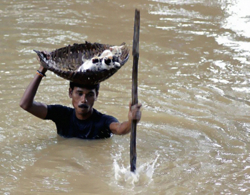 Во время массовых наводнений в Каттаке Сити, Индия, в 2011 году, героический сельский житель спас множество бродячих кошек. вместо слов, фото