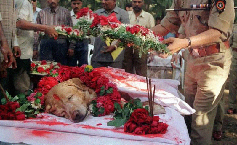  Заньир, пес, который спас тысячи жизней в Мумбаи после взрывов в марте 1993 года, был с почестями похоронен в 2000 году.  вместо слов, фото