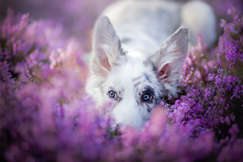 Польский фотограф делает самые красивые фотографии собак в мире польша, собаки, фото, фотограф