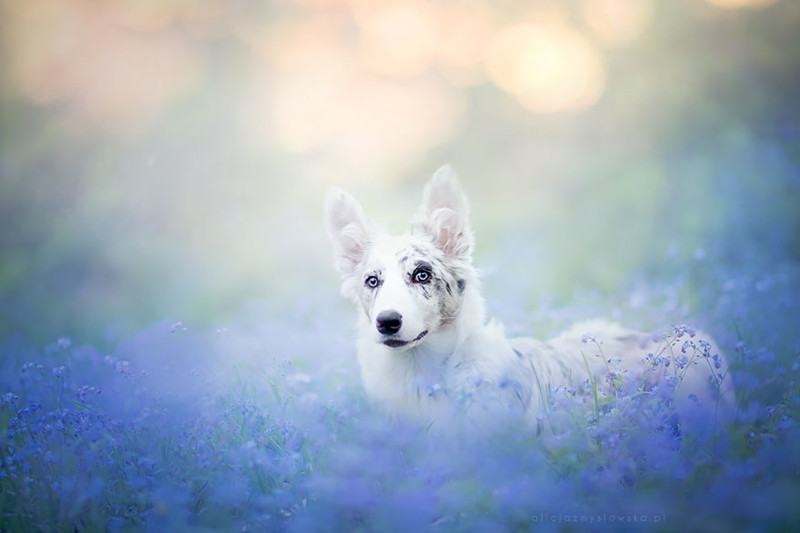 Польский фотограф делает самые красивые фотографии собак в мире польша, собаки, фото, фотограф