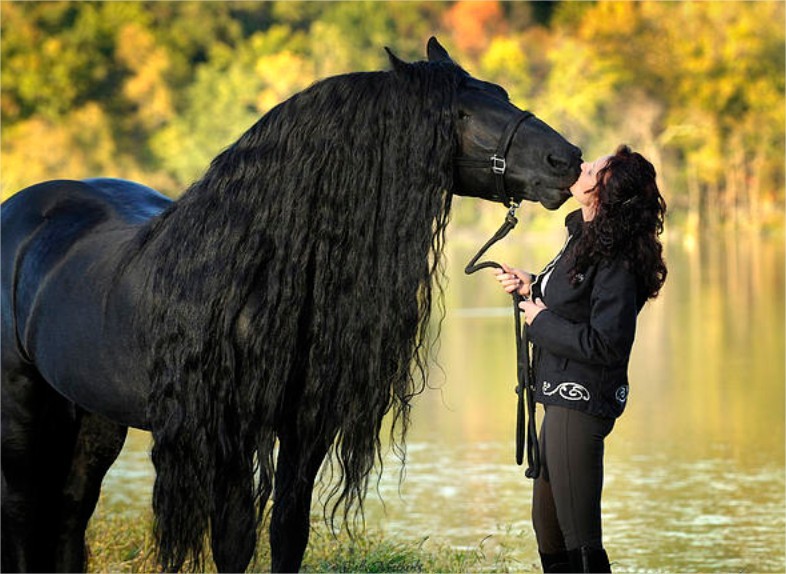 Фредерик Великий — самый красивый конь в мире, чья роскошная грива сводит людей с ума  животные, конь, красота