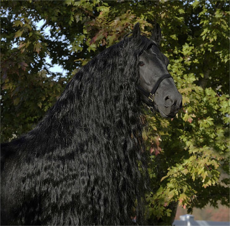 Frederik Wielki - piękny koń fryzyjski. Frederik The Great - beautiful friesian horse.