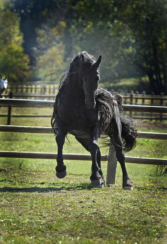 Frederik Wielki - piękny koń fryzyjski. Frederik The Great - beautiful friesian horse.