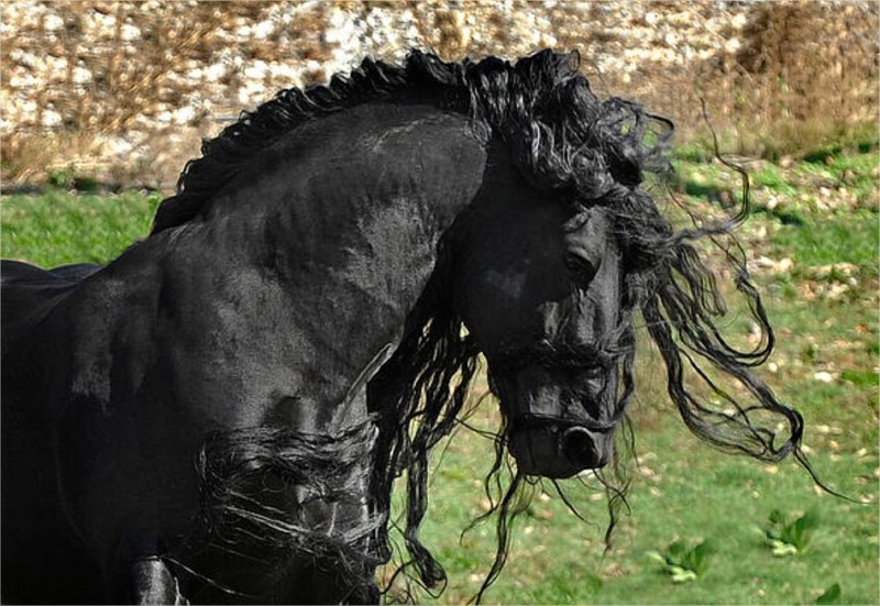 Frederik Wielki - piękny koń fryzyjski. Frederik The Great - beautiful friesian horse.