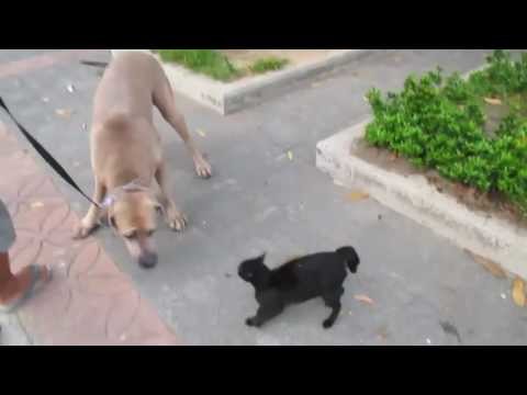 Кошка защитила своих котят Кошка защитила своих котят