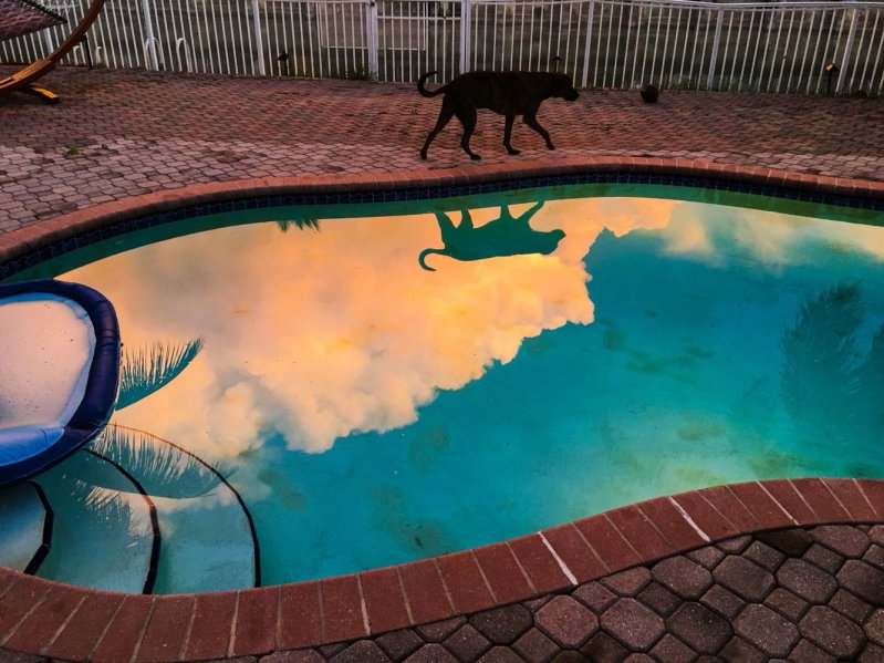 Отражение в бассейне  животные, кадр, люди, фото, фотоподборка