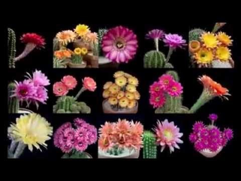 Как цветут кактусы. Как цветут кактусы.