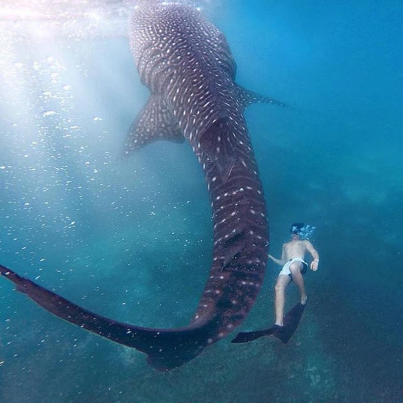 Встреча с гигантской акулой  животные, кадр, люди, фото, фотоподборка