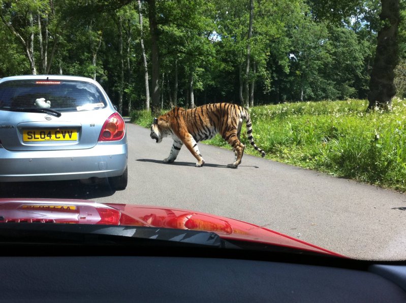 Просто тигр на дороге  животные, кадр, люди, фото, фотоподборка