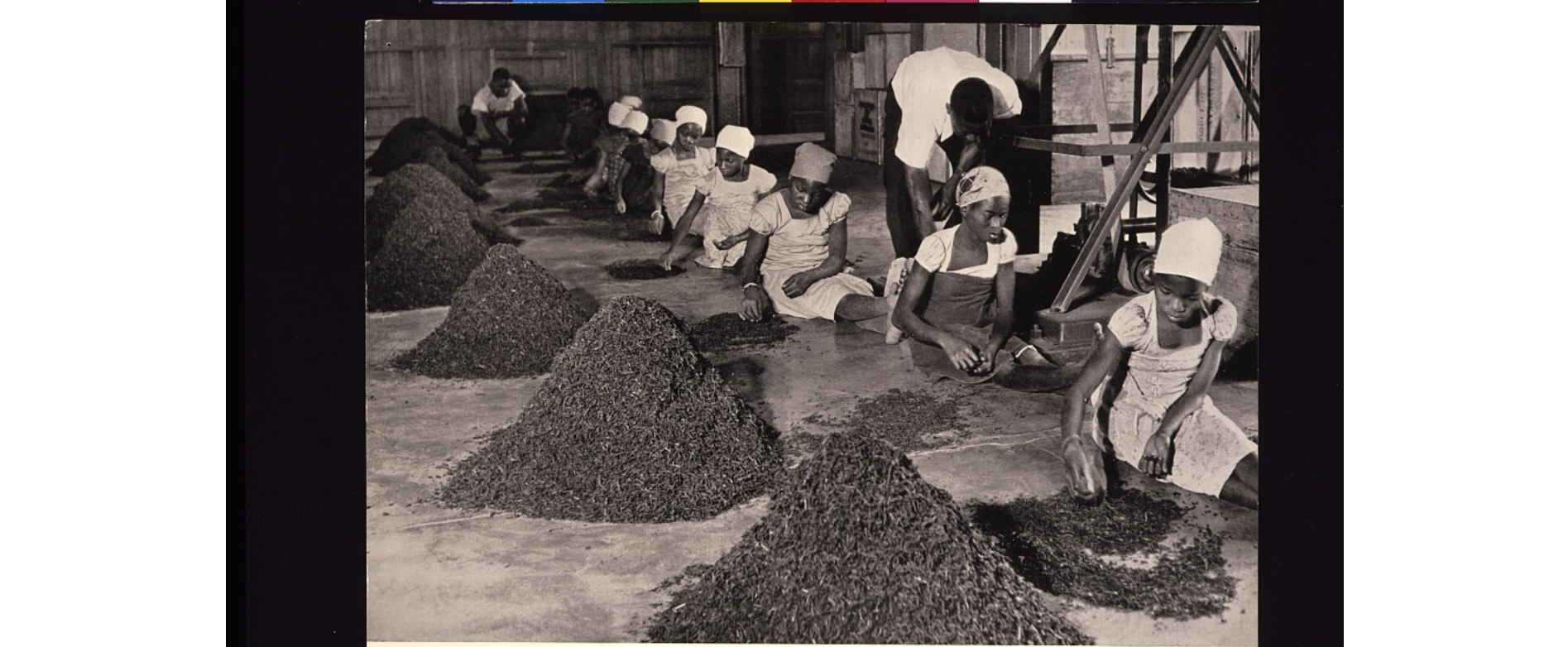 8. Женщины перебирают чайные листья (Ньясаленд - британский протекторат на юго-востоке Африки, 1948 год) история, производство