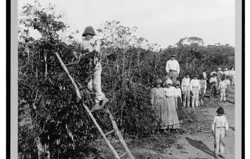 9. Бразильские сборщики кофе (1900 год) история, производство