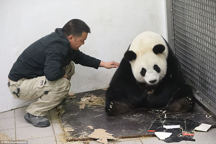 Giant panda