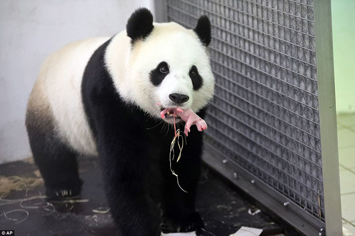 Giant panda