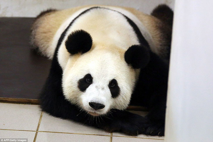 Giant panda