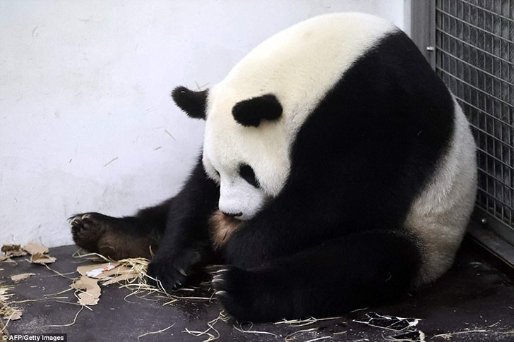 Giant panda